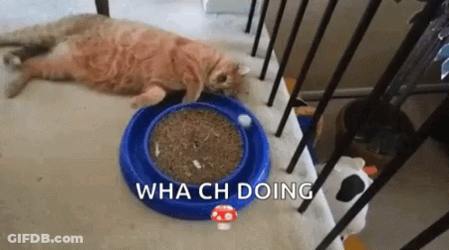 Cat Laying Next To Food Bowl Saying Wha Ch Doing GIF