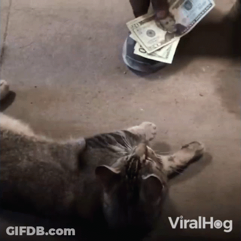 Cat Laying Next To Pile Of Money With Viralhog GIF