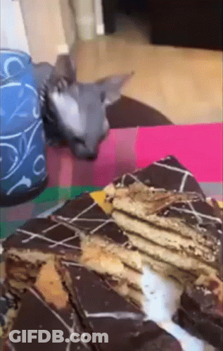 Cat Laying Next To Stack Of Chocolate Bars GIF