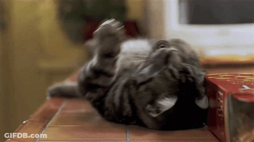 Cat Laying On Back Beside Chicken Noodle Soup GIF