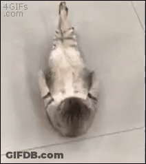 Cat Laying On Back Black And White Photo GIF