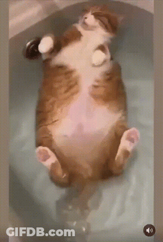 Cat Laying On Back In Bathtub With Play Button GIF