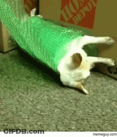 Cat Laying On Back In Front Of Home Depot Box GIF