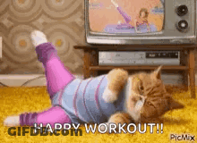 Cat Laying On Back In Front Of TV Wearing Leggings GIF