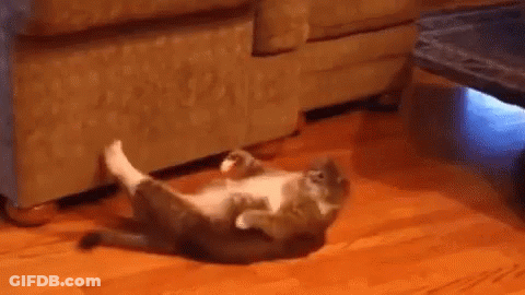 Cat Laying On Back In Living Room GIF