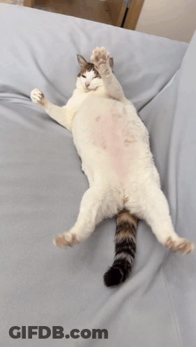 Cat Laying On Back On Couch GIF