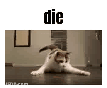 Cat Laying On Back On Wooden Floor GIF