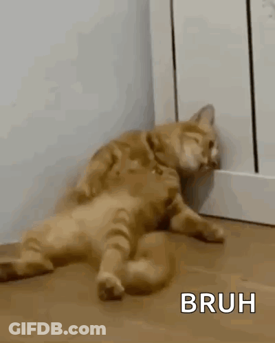 Cat Laying On Back On Wooden Floor GIF