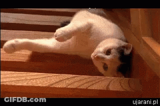 Cat Laying On Back On Wooden Shelf With Ujarani.pl Below GIF
