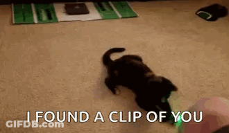Cat Laying On Back Says I Found A Clip Of You GIF