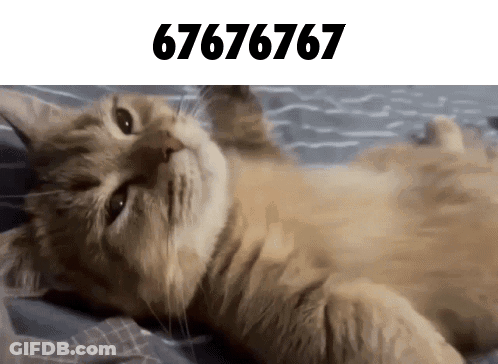 Cat Laying On Back With 67676767 Above GIF