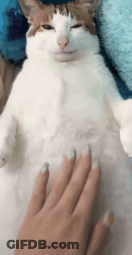 Cat Laying On Back With Hand On Belly GIF