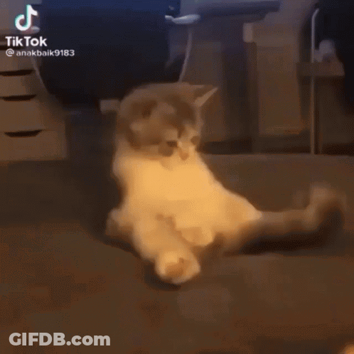 Cat Laying On Back With Legs Crossed GIF