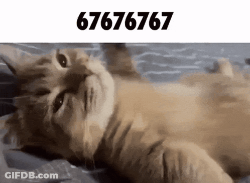 Cat Laying On Back With Number 67676767 GIF