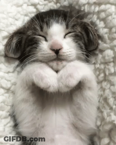 Cat Laying On Back With Paws Folded GIF