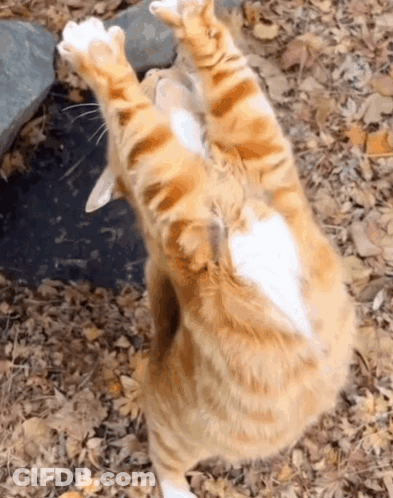 Cat Laying On Back With Paws Up GIF