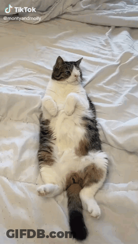 Cat Laying On Back With TikTok Watermark GIF
