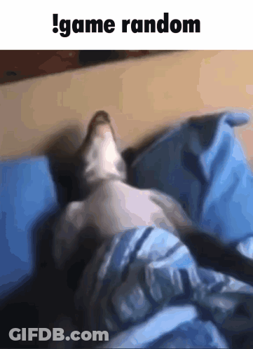 Cat Laying On Bed !Game Random GIF