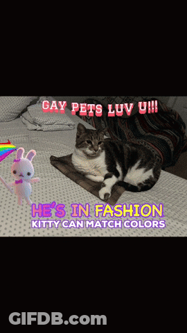 Cat Laying On Bed Gay Pets Luv U GIF