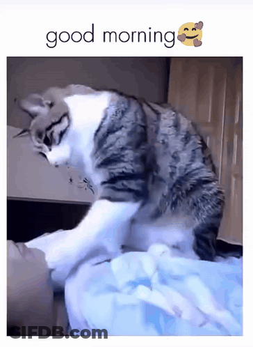 Cat Laying On Bed Good Morning GIF