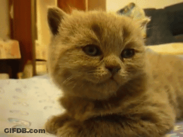Cat Laying On Bed Looking At Camera GIF
