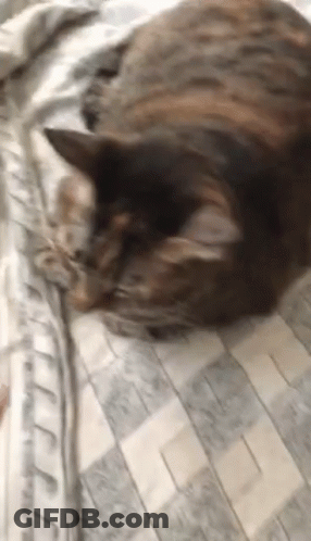 Cat Laying On Bed Looking At Camera GIF