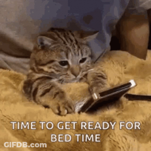 Cat Laying On Bed Looking At Phone GIF