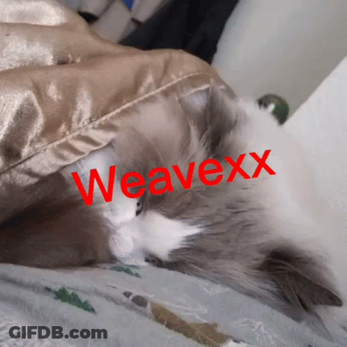 Cat Laying On Bed Named Weaverx GIF