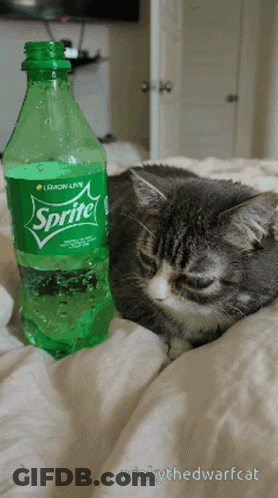 Cat Laying On Bed Next To Sprite Bottle GIF