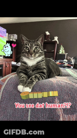 Cat Laying On Bed Next To You See Dat Human Sign GIF