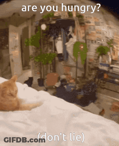 Cat Laying On Bed Saying Are You Hungry Don't Lie GIF