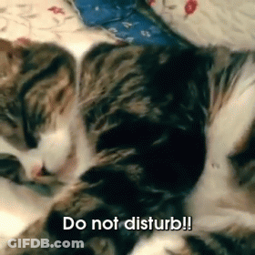 Cat Laying On Bed Saying Do Not Disturb GIF