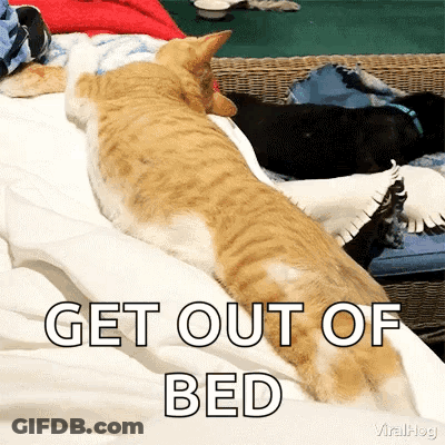 Cat Laying On Bed Saying Get Out Of Bed GIF