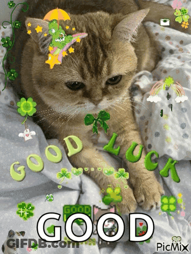 Cat Laying On Bed Saying Good Luck GIF