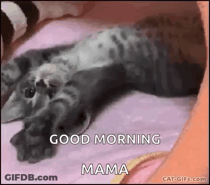 Cat Laying On Bed Saying Good Morning Mama GIF