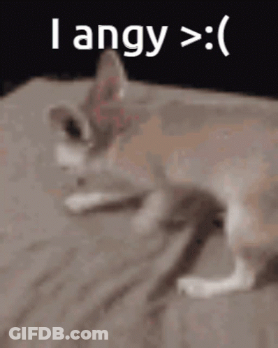 Cat Laying On Bed Saying I Angy GIF