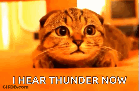 Cat Laying On Bed Saying I Hear Thunder Now GIF