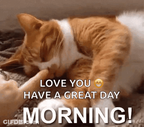 Cat Laying On Bed Saying Love You GIF