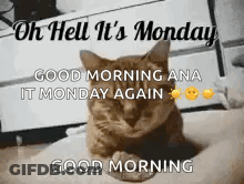 Cat Laying On Bed Saying Oh Hell It's Monday GIF