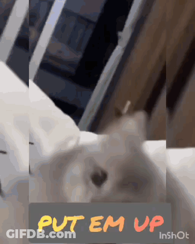 Cat Laying On Bed Saying Put Em Up GIF