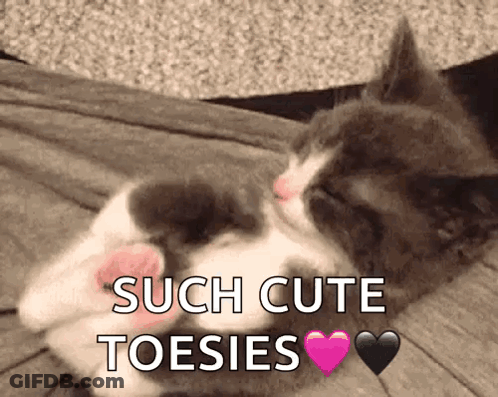 Cat Laying On Bed Saying Such Cute Toesies GIF