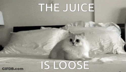 Cat Laying On Bed Saying The Juice Is Loose GIF