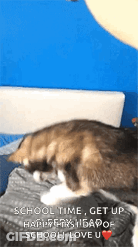 Cat Laying On Bed School Time Get Up Happy First Day Of School GIF