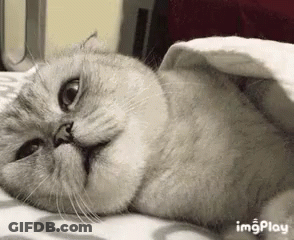 Cat Laying On Bed Under Blanket Looking At Camera GIF