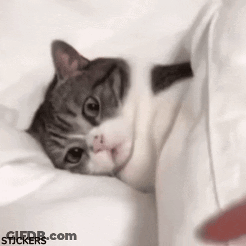 Cat Laying On Bed Under White Blanket GIF