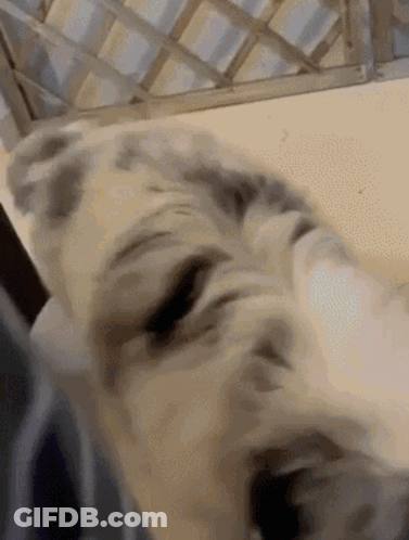 Cat Laying On Bed GIF
