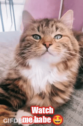 Cat Laying On Bed Watch Me Babe GIF