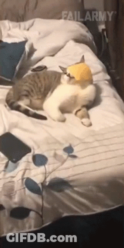 Cat Laying On Bed Wearing Hat GIF