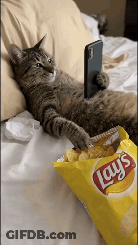Cat Laying On Bed With Bag Of Lays Chips GIF