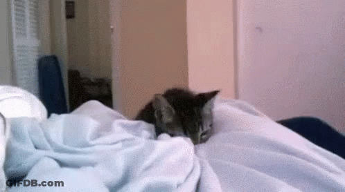 Cat Laying On Bed With Blanket GIF